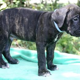 Cane Corso Puppies from Harlow Cane Corso