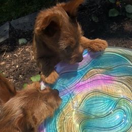 Australian Terrier Puppies from Firewalker Australian Terriers