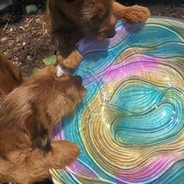 Australian Terrier Puppies from Firewalker Australian Terriers