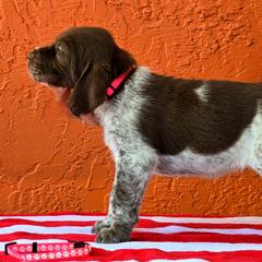 Leonberger and Spinone Italiano Puppies from Starfire Leonbergers and Spinone Italiano