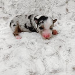 Twix - Blue merle male Toy Australian Shepherd puppy in Pollok, Texas from Pineywoods Pups