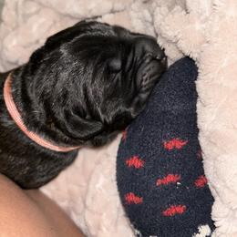 Cane Corso Puppies from Bellissima Cala Cane Corso