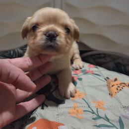 Girl 3 - Cream female French Bulldog puppy in Colorado from NOCO French Bulldogs