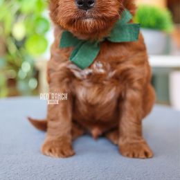 Mouse King - Red  male Goldendoodle puppy in Salado, Texas from Red Ranch Dogs