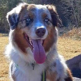 Australian Shepherds from Falls Australian Shepherds