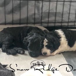 Goldendoodle Puppies from Snow Ridge Doodles