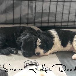 Goldendoodle Puppies from Snow Ridge Doodles