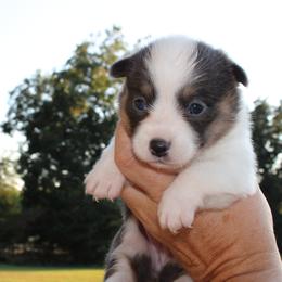 Chrome - Gray and white female American Corgi puppy in Leighton, Alabama from Bar P Livestock Corgis