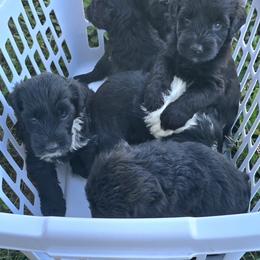 Bootsies - Black and white female Portuguese Water Dog puppy in Russellville, Kentucky from Keehn-Country Porties