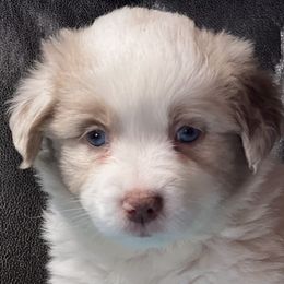 Miniature American Shepherds from Janice's Mini American Shepherds