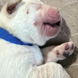 Boy 2 - Yellow male Labrador Retriever puppy in Hoosick Falls, New York from Findaway Labradors