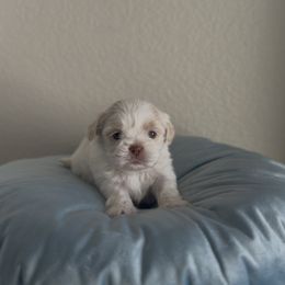 Gurjin Swirl - White male Shih Tzu puppy in Cedar Hill, Texas from Puppy Paper House