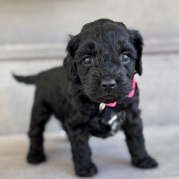 Cutie Pie - Black and white female Cockapoo puppy in Draper, Utah from Mair Family