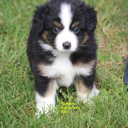 Fives - Black tri male Miniature American Shepherd puppy in Hillsdale, Michigan from Faithwalk Aussies and Mini American Shepherds