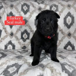 Turkey - Black seal male German Shepherd puppy in New Cambria, Missouri from Des Hausraben Shepherds