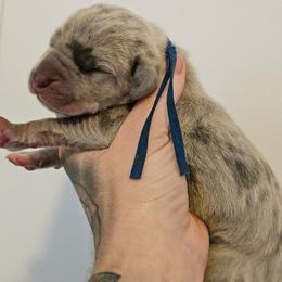 Dark blue collar - Merle male Great Dane puppy in Warren, Ohio from Loyal-Loves Great Danes