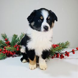 Maple - Black tri female Miniature Australian Shepherd puppy in Mountainburg, Arkansas from Stonehill Aussies