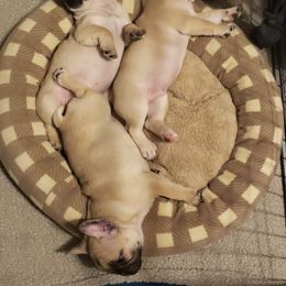 French Bulldog Puppies from Relic French Bulldogs