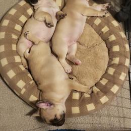 French Bulldog Puppies from Relic French Bulldogs