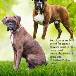 Boxer puppies from Shady Rill puppies