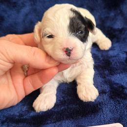 Cookie - Black & white female Maltipoo puppy in Sahuarita, Arizona from Cowgirl's Legacy Maltipoos