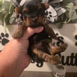 Noah - Black and gold male Yorkshire Terrier puppy in Clermont, Florida from Bella's Prissy Butts