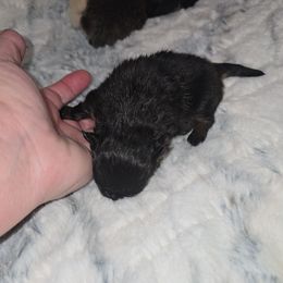 Elara - Black and tan female Pomeranian puppy in Angleton, Texas from Pomeranian Palace, LLC