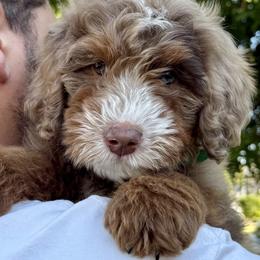 Bernedoodle Puppies from Cam’s Doodlez