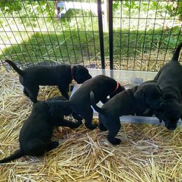 Labrador Retriever Puppies from Corner Crest Labs