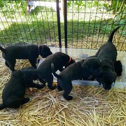 Labrador Retriever Puppies from Corner Crest Labs