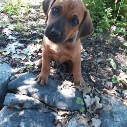 Rhodesian Ridgeback Puppies from Skydance Rhodesian Ridgebacks