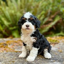 Anastasia (Yellow Collar) - Tri-color female Bernedoodle puppy in Stanwood, Washington from Butter Cup Pups and Paws