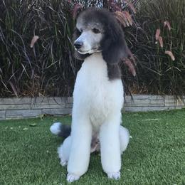 Poodle puppies from Paterson Poodles