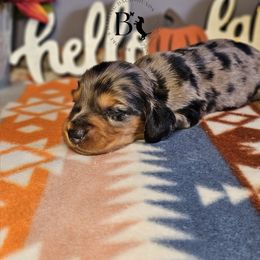 Lucy - Dapple female Dachshund puppy in Ohio from Brooke's Darling Dachshunds