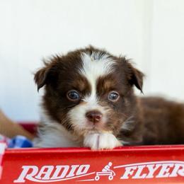 Ranger - Red tri male Miniature Australian Shepherd puppy in Granbury, Texas from Texas Miniature Aussies