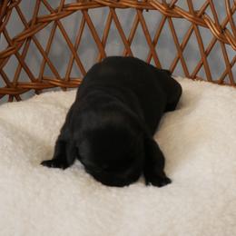 Onyx - Black male Labrador Retriever puppy in Buffalo Valley, Tennessee from Buffalo Valley Breeders