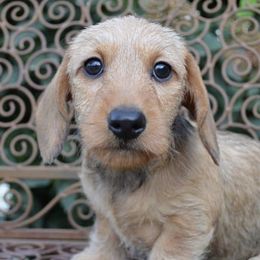 Dachshunds from Little D’s Dachshunds