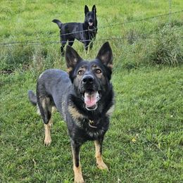 Thor - German Shepherd