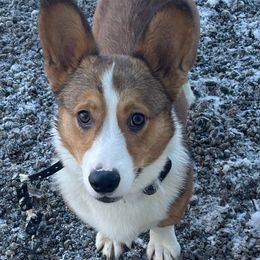 Tommy boy - Pembroke Welsh Corgi