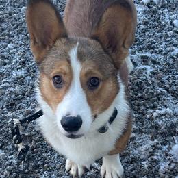 Tommy boy - Pembroke Welsh Corgi