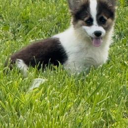 Female2 Tiny - Black and tan female Pembroke Welsh Corgi puppy in Heyworth, Illinois from Schumaker Corgis
