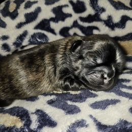 DORIAN - Brindle male Shih Tzu puppy in Los Banos And Bay Area, California from Shantii's Shih Tzu's