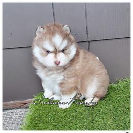 Knox - Red and white male Pomsky puppy in North Liberty, Indiana from Indiana Pomsky