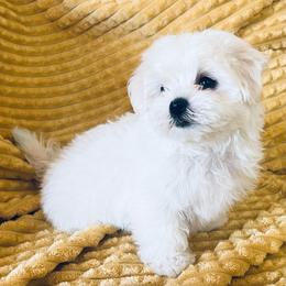 Casper - White male Maltese puppy in Apache Junction, Arizona from Cindy and Tim's Maltese