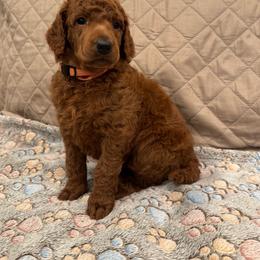 Orange collar girl - Red  female Poodle puppy in Riverside, California from Riverside red poodles