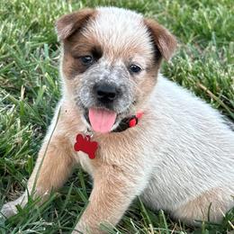 Red Collar - Australian Cattle Dog puppy from Back Road Dog Company, LLC
