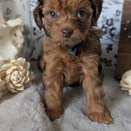 Goldendoodle and Shihpoo Puppies from Bellady's Shihpoos
