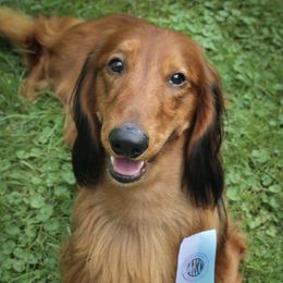 Dachshunds from Boombay