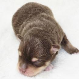 Porthos - Chocolate male Pomsky puppy in Christiana, Tennessee from Smoky Mountain Pomskies