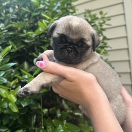Teddy - Fawn male Pug puppy in Charlotte, North Carolina from Pugs & Loves